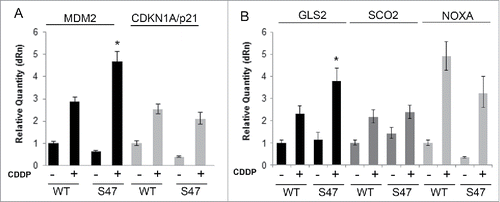 Figure 2. E1A/Ras transformed MEFs no longer show reduced transactivation of GLS2, SCO2 and NOXA (PMAIP1) in S47 cells, compared to cells with WT p53. E1A/Ras transformed MEFs were treated with 10 μM cisplatin for 24 hours. RNA was isolated and used for quantitative reverse transcription-PCR analysis, and levels were normalized to cyclophilin A.