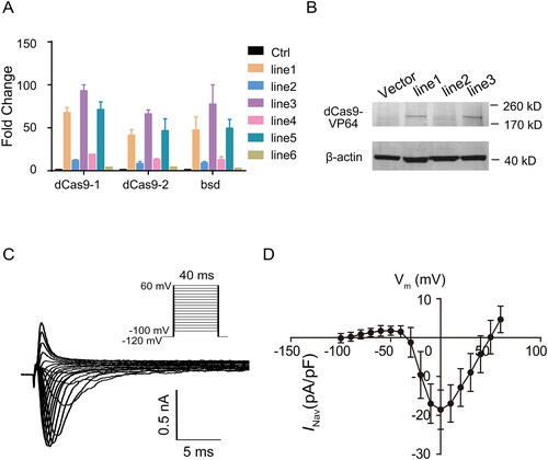 Figure 3. The endogenous SCN5A transcriptional activation generates functional currents of NaV1.5 in HEK293 cells. (A) The mRNA levels of dCas9-VP64 in six cell lines with dCas9-VP64 stable expression. Data are shown as the mean ± SD (n = 3). For *p < .05. (B) Western blot showing the expression of Cas9 in different dCas9-VP64 stably transfected cell lines. (C) The representative Na + currents recorded from HEK293 cells transfected with dCas9-VP64 and SCN5A targeting gRNA. Currents were recorded with the whole-cell patch-clamp technique. Cells were held at −120 mV and INa was elicited by a family of voltage steps to potentials ranging from −100 to +60 mV with 10 mV increments. (D) Current-voltage relationship of INa in HEK293 cells transfected with dCas9-VP64 and SCN5A targeting gRNA control (n = 29). Currents were normalized to cell capacity.