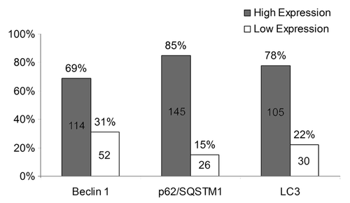 Figure 2. Beclin 1, p62/SQSTM 1 and LC3 expression levels were dichotomized into high and low categories based upon percent tumor cell positivity (≥ 50% high; < 50% low). Missing data for Beclin1 (n = 12), p62 (n = 7) and LC3 (n = 43).