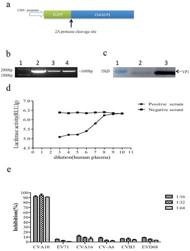 Figure 1. Characterization of CV-A10 pseudovirus. (a) Development of the CV-A10 capsid expression construct, including the P1 gene and EGFP gene, with an EV-A71 2A protease cleavage site (AITTL) inserted upstream of the P1 sequence. (b) Electrophoretic profile of the PCR products of CV-A10 pseudovirus. The reporter gene Luc was detected in the supernatant of the HEK293T cell culture medium co-transfected with three plasmids. Lane 1: 1-kb ladder DNA marker; Lane 2: PCR products of the plasmid expressing Luc; Lanes 3 and 4: PCR products of the supernatant. (c) Immunoblot analysis for CV-A10 pseudovirus. VP1 protein was detected both in the CV-A10 pseudovirus and wild-type virus using mouse anti-VP1 mAb. Lane 1: protein marker; Lane 2: anti-VP1 mAb reacted with pseudovirus; Lane 3: anti-VP1 mAb reacted with wild-type virus. (d) CV-A10 pseudovirus neutralized by anti-CV-A10 serum based on detection of luciferase activity. (e) Specificity of CV-A10 pseudovirus tested against mouse anti EV-A71, CV-A16, CV-A6, CV-B3, and EV-D68 serum with the same amount of a diluted CV-A10 pseudovirus particle suspension (50 μl).