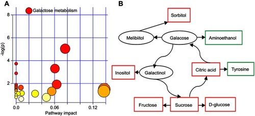 Figure 4 Pathway analysis of the differential metabolites: (A) galactose metabolism was significantly affected (p-value<0.05, impact>0 and false discovery rate (FDR)<0.1); (B) metabolite–metabolite interaction analysis of the differential metabolites.