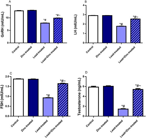 Figure 2. The effects of zinc on serum gonadotropin-releasing hormone, GnRH (A), luteinizing hormone, LH (B), follicle-stimulating hormone, FSH (C), and testosterone (D) in lead-treated male Wistar rats. Values are mean ± SEM of 10 replicates. Data were analyzed by one-way ANOVA followed by Tukey’s post hoc test. *P < 0.05 vs. control, #P < 0.05 vs. zinc-treated, ∼P < 0.05 vs. lead-treated.