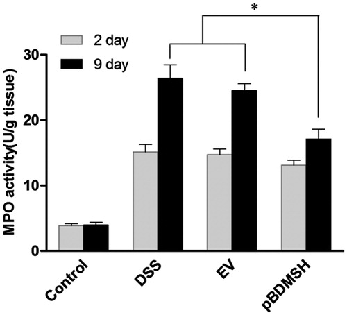 Figure 6. Administration of Bifidobacterium expressing α-MSH for 9 d decreases the MPO activity in DSS-induced colitis mice, *p < 0.05.