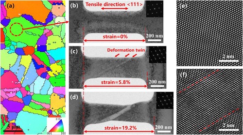 Figure 1. (a) EBSD characterization of Fe48Mn32Co10Cr10 alloy. (b) Nanoplate fabricated from a grain of the alloy using FIB. (c) Nanoscale deformation twins generated during straining. (d) The number and thickness of the deformation twins increased with strain. The insets in parts b-d show the corresponding SAED pattern of the deformed region. (e, f) HRTEM images captured before and after plastic deformation.