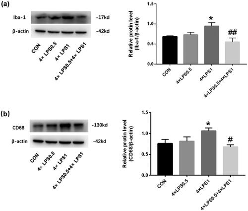 Figure 4. The protein expression of Iba-1 and CD68 was detected in the SN by western blotting. β-actin protein was used as an internal control. Bar graphs represent the relative expression of Iba1 and CD68 (n = 3 mice per group). (a) Relative expression level of Iba-1. (b) Relative expression level of CD68; Statistical significance was determined by ANOVA with post hoc LSD tests; *p < .05, versus control group, ##p < .01 versus 4 × LPS1 group.