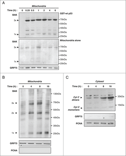 Figure 8. Formation of BAK oligomers and OMM permeabilization precede loss of mitochondrial p53. (A) GST-p53 wt induces in vitro BAK homo-oligomerization. Isolated mitochondria from SaOS-2 p53 null cells were incubated or not (Mitochondria alone) with GST-p53 wt for different incubation times. BMH crosslinker was added to a final concentration of 2.77 mM to visualize BAK multimers on western blot analysis. A detection of GRP75 was also performed in mitochondria incubated in the absence of p53 for the same time points. (B) Mitochondrial fractions of PA-1 cells treated with 100 J/m2 UVB were isolated at 0, 4, 8 and 16 hours after stress. Western blot analysis with an antibody against the BAK protein was performed after crosslinking with 2.77 mM BMH. Purity and loading of the different fractions were verified by detection of GRP75 and PCNA. (C) Western blot analysis of cytochrome c release in cytosolic fractions of PA-1 cells treated as above. Purity and loading of the fractions were controlled by detection of cytosolic/nuclear PCNA and mitochondrial GRP75.