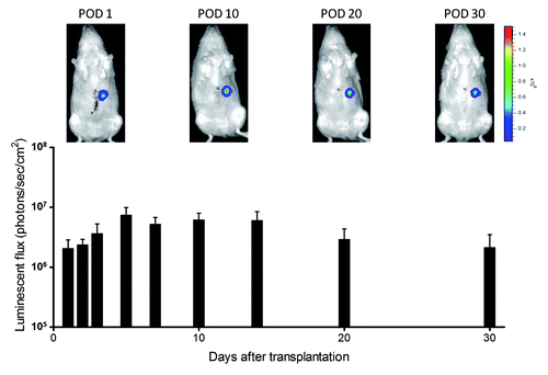 Figure 2. Luminescence from transplanted hepatocytes in rat small intestinal segments. Luminescence was stably detected for 30 d after transplantation.