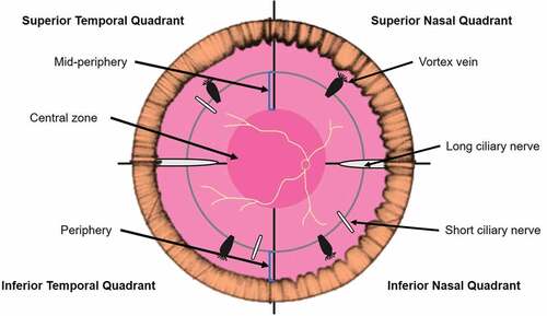 Figure 1. Anatomical representation of the peripheral fundus. The central zone is indicated by the dark pink inner circle (~30° diameter) and the equator is indicated by the blue circle (~50° diameter) which intersects the vortex veins.