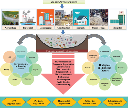 Figure 3. A schematic diagram of wastewater treatment by microorganisms with their different bioremediation mechanisms.