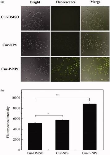 Figure 7. Cellular uptake in MCF-7 cells. (a) Fluorescence microscopy images of Cur-DMSO, Cur-NPs, and Cur-P-NPs (20 × magnification). (b) Flow cytometry analysis of Cur-DMSO, Cur-NPs, and Cur-P-NPs (***p < .001, *p < .05).