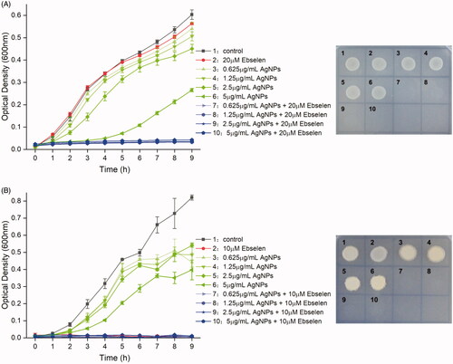 Figure 5. The synergistic killing effect of AgNPs and ebselen against E. coli and S. aureus. The growth curves of E. coli (A) and S. aureus (B) were treated with different concentrations of AgNPs and/or ebselen as described in the legend. After 9 h treatment, 10 μL culture of each group were plated on the agar plates to detect the killing effect. All experiments were repeated three times.