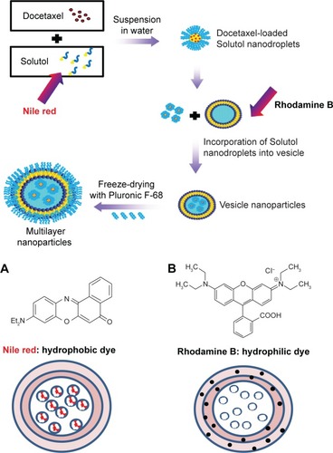 Figure 2 Schematic description of the multilayer NPs.Notes: (A) DTX and Nile red (hydrophobic dye) and (B) DTX and Rhodamine B (hydrophilic dye).Abbreviations: DTX, docetaxel; NPs, nanoparticles.