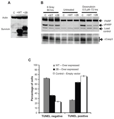 Figure 5 Effect of full-length survivin and survivin-2B overexpression on apoptosis in PC3 cells. (A) Western blots showing the overexpression of survivin and survivin-2B. (B) Reduction in cleaved caspase-3 (cCasp3) and cleaved PARP (cPARP) with overexpression of survivin in irradiated and doxorubicin treated cells and control. Signals were normalized using an internal load control and the relative levels of uncleaved to cleaved PARP were quantified. A 2.3-fold reduction in cleaved PARP was detected in cells with survivin overexpression, treated with a suboptimal dose of doxorubicin (0.5 μM, 72 hours). Variations found with radiation (8 Gy, 80 hours) were not significant. A 0.7-fold reduction in cleaved Caspase-3 signal was detected in cells over expressing full-length survivin treated with doxorubicin (0.5 μM for 72 hours). (C) Relative levels of DNA fragmentation detected by TUNEL assay 72 hours after 1 μM doxorubicin treatment.