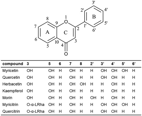 Figure 4. Schematic representation of flavonols. Structures of inhibitory compounds discussed in this study were listed and the positions of substituted hydroxyl groups were demonstrated. Since they belong to the flavonol family, the hydroxyl group at the carbon atom position 3 is conserved. In myricitrin and quercitrin, the L-rhamnoside moiety was placed instead of the hydroxyl group.