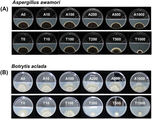 Figure 4. Effect of gaseous treatment at various concentrations of GAA (positive control; 0, 10, 100, 200, 500, and 1000 μL L−1) or thymol (0, 10, 100, 200, 500, and 1000 mg L−1) on the mycelial growth of (A) Aspergillus awamori F23 and (B) Botrytis aclada F15 on PDA in I-plates. Spore suspensions (2 μL of 1 × 106 spores mL−1) of the isolates were drop-inoculated on PDA and mycelial growth (mm) was measured 6 and 7 days after incubation at 28 °C for A. awamori F23 and at 20 °C for B. aclada F15, respectively. A: GAA; T: thymol.