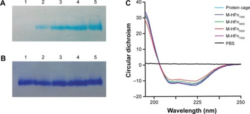 Figure 2 Native PAGE analysis of assembled HFn cage structure of M-HFn nanoparticles.Notes: Gel was stained with (A) potassium ferrocyanide and (B) Coomassie Brilliant Blue R250. Lane 1, HFn cage; lane 2, M-HFn1000; lane 3, M-HFn3000; lane 4, M-HFn5000; and lane 5, M-HFn7000. (C) CD spectra determination of the secondary protein structural stability of M-HFn nanoparticles.Abbreviations: HFn, H chain ferritin; M-HFn, ferrimagnetic H-ferritin; PAGE, polyacrylamide gel electrophoresis; CD, circular dichroism; PBS, phosphate-buffered saline.