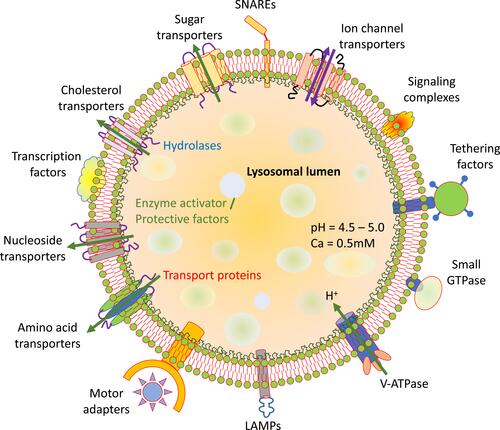 Figure 1 General structure and properties of lysosomes. Lysosome lipid bilayer with peripheral and integral membrane proteins with different functions.