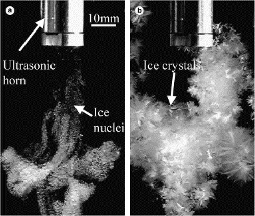 Figure 3. Photographs of ice crystals nucleated in a 15 w.t. % sucrose solution at −3.4oC by a commercial ultrasonic device (output 4, 10% duty cycle): (a) ice crystals following an ultrasonic pulse, (b) crystals 5 s later. [Citation25]