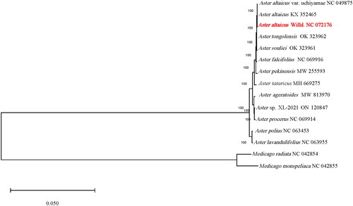 Figure 3. Chloroplast phylogeny of 13 Aster species based on the complete chloroplast genome sequences. The red fonts represents the assembled plastome sequence in this study. The clades of species are represented with black lines. The following sequences of each species were used: Aster ageratoides MW 813970 (Feng et al. Citation2021), Aster altaicus var. uchiyamae NC 049875, Aster altaicus KX 352465 (Park et al. Citation2017), Aster altaicus NC 072176 (this study), Aster falcifolius NC 069916, Aster lavandulifolius NC 063955, Aster pekinensis MW 255593 (Zhang et al. Citation2021), Aster polius NC 063453, Aster procerus NC 069914, Aster souliei OK 323961 (Wang et al. Citation2022), Aster sp. XL-2021 on 120847, Aster tataricus MH 669275 (Shen et al. Citation2018), Aster tongolensis OK 323962(Wang et al. Citation2022), Medicago monspeliaca NC 042855(Choi et al. Citation2019), Medicago radiata NC 042854 (Choi et al. Citation2019). two Medicago species (Medicago radiata and Medicago monspeliaca) of Fabaceae were used as outgroups. Undescribed citations in the legend indicate that the citations have not been published.