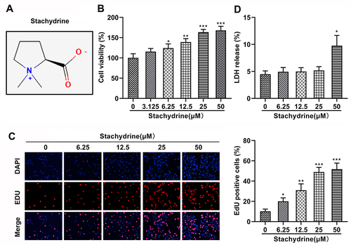 Figure 1 STA concentration selection. (A) The molecular structural formula of STA. (B) CCK-8 assay results showed that 3.125, 6.25, 12.5, 25, and 50 μM of STA treatment increased the cell viability of HRMECs. (C) EdU assay results showed that 3.125, 6.25, 12.5, 25, and 50 μM of STA treatment increased the proliferation of HRMECs. (D) 6.25, 12.5, 25, and 50 μM of STA treatment significantly decreased the LDH release rate of HRMECs. *p<0.05, **p<0.01, ***p<0.001.