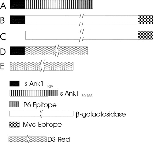 Figure 1.  cDNAs encoding small ankyrin and constructs used in these experiments. (A) Small ankyrin consists of an N-terminal sequence of 29 amino acids that is highly hydrophobic, and a hydrophilic sequence of 126 amino acids, the last 15 of which were used to generate the p6 antibody. (B,C) Constructs encoding the lacZ gene product, β-galactosidase, with a C-terminal myc epitope tag, with (B) and without (C) the N-terminal 29 amino acid hydrophobic sequence of sAnk1 at the N-terminus. (D,E) Constructs encoding DS-Red, with (D) and without (E) the N-terminal 29 amino acid hydrophobic sequence of sAnk1 at the N-terminus. A key to the different sequences examined is given below (E) Not drawn to scale.