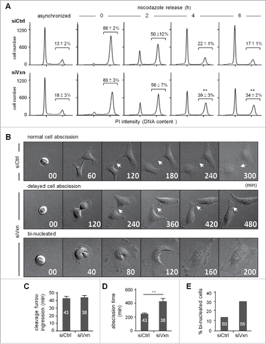 Figure 3. Knockdown of vinexin delays cell abscission. (A) SiCtrl and siVxn HeLa cells were synchronized at G2/M by nocodazole, then released for the indicated time before flow cytometry. Asynchronized siCtrl and siVxn cells were also included. The proportion of siCtrl and siVxn cells at G2 are expressed as mean ± SEM from 3 independent experiments. ** P < 0.01 comparing siCtrl and siVxn groups at each time by Student t test. (B) Time-lapse comparison of cytokinesis in a representative siCtrl cell (top) and 2 siVxn cells (middle and bottom). G1/S synchronized siCtrl and siVxn cells after release from the thymidine block. Midbodies remained at the center of intercellular bridge and midbody remnants inherited by a daughter cell after abscission are denoted by arrows and arrowheads, respectively. An example siVxn cell with incomplete cytokinesis eventually formed a bi-nucleated cell (bottom). The first image of a cell rounding up was considered time 0. For recorded cells with complete cytokinesis, the times required to reach (C) cleave furrow ingression and (D) cell abscission are expressed as mean ± SEM. (E) The percentage of recorded siCtrl and siVxn cells forming bi-nucleated cells. The cell numbers in each group used for analysis are indicated inside the bars. ** P < 0.01 by Student t test.