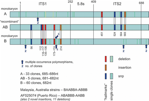 Figure 9. Alignment of Neonothopanus nambi clones. “Hallmarks” are nucleotide indels or single nucleotide polymorphisms inherited in the apparent recombinant, and also occurring in isolates from other geographic regions in varying recombinations. The numerical positions of the “hallmarks” in the alignment are indicted relative to the start of the ITS1. The location of multiple copy intragenomic nt variants are indicated by arrows with the copy numbers. “Singleton” clones are presumed cloning errors.