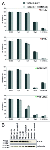 Figure 6. Viability of urothelial cancer cell lines after incubation with Tubacin and heat shock treatment. (A) Cell lines were pretreated for 24 h with various doses of Tubacin and then heat-shocked at 42 °C for 30 min. Viability was measured after a 24 h. SAHA was used as positive control for decreased cell viability. The percentage of viable cells is shown on the y-axis. Light gray bar, Tubacin plus heat shock treatment; dark gray bar, Tubacin, but no heat shock treatment. (B) Induction of HSP70 as response to heat shock treatment was shown by western blot analysis.