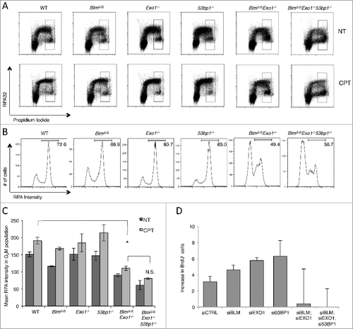 Figure 3. Measurement of DSB resection by BLM and EXO1 in the absence of 53BP1.