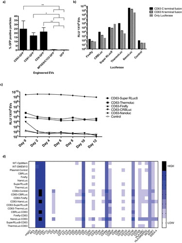 Figure 1. Exploring strategies for bioluminescence labelling of EVs. a) Percentage of GFP positive EVs, as determined by Fluorescence NTA of EVs purified from CM of HEK-293T cells transfected with pLEX-GFP-CD63, pLEX-GFP-CD81, pLEX-GFP-CD9, pLEX-GFP-MFGE8 or pLEX-GFP. Data was analysed by student’s test: *p < 0.05; **p < 0.01; ***p < 0.001. b) Relative luminescence activity, as determined by luciferase assays on 1×109 engineered EVs purified from CM of HEK-293T cells transfected with pLEX-Firefly, pLEX-CD63-Firefly, pLEX-Firefly-CD63, pLEX-CRBLuc, pLEX-CD63-CRBLuc, pLEX-CRBLuc-CD63, pLEX-Super RLuc8, pLEX-CD63-Super RLuc8, pLEX-Super RLuc8-CD63, pLEX-ThermoLuc, pLEX-CD63-ThermoLuc, pLEX-ThermoLuc-CD63, pLEX-NanoLuc, pLEX-CD63-Nanoluc, pLEX-Nanoluc-CD63 or pLEX-CD63-EGFP (Control). c) Relative luminescence of 1×109 luciferase-engineered EVs purified from CM of HEK-293T cells transfected with pLEX-CD63-Firefly, pLEX-CD63-CRBLuc, pLEX-CD63-Super RLuc8, pLEX-CD63-ThermoLuc, pLEX-CD63-Nanoluc or pLEX-CD63-EGFP, when incubated for different periods of time at 37°C in FBS. d) EVs engineered with different luciferases were phenotyped for 37 different surface markers by multiplex bead-based EV phenotyping assay.