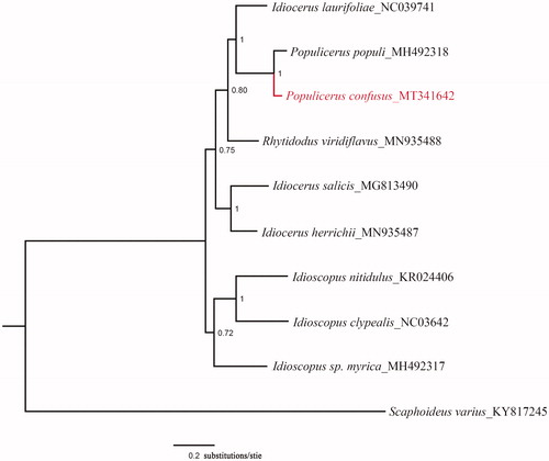 Figure 1. The phylogenetic tree which includes 9 Idiocerinae species and 1 outgroup using MrBayes v3.2.1 under the GTR + G model, based on the concatenated 13 PCGs. The posterior probabilities are labeled at each node. The GenBank numbers of all species are shown in the figure.