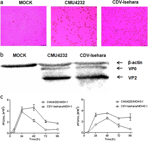 Fig. 1 Characterization of CMU4232 and CDV-Isehara.a Cytopathic effects at 1dpi displayed on RD cells infected with CMU4232 or CDV-Isehara. b Detection of viral structural proteins VP0 and VP2 of CMU4232 and CDV-Isehara by western blotting with antibody specific for EV-A71. β-actin was used as a internal control. c Growth curves of CMU4232 and CDV-Isehara in RD cells. RD cells were inoculated with CMU4232 or CDV-Isehara as indicated at either MOI of 1 or 0.1. Samples were collected at the times indicated and titrated by PFU assay. All assays were performed in triplicate. At each time point, titer values are means of three samples; error bars represent SEM. dpi days post infection, PFU plaque forming unit, SEM standard error of mean