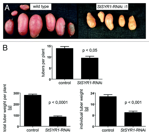 Figure 2.StSYR1-RNAi lines are impaired in tuber development. Plants were cultivated in the green house in five liter pots under standard conditions. After about three months, tubers had matured and were harvested. (A) Representative tubers of wild type plants and one StSYR1-RNAi line (i1) are shown. (B) The amounts of tubers per plant, as well as the tuber weights, totally per plant and individually are plotted. “Control,” wild type and empty vector-transformed plants; “StSYR1-RNAi,” 11 independent StSYR1-RNAi construct-transformed lines. Statistically significant differences are depicted (GraphPad Prism 5, Mann-Whitney-Test). The experiment was performed three times with similar results.