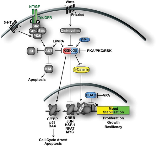 Figure 4. GSK‐3 signaling and mood stabilization. GSK‐3 regulates multiple transcription factors to trigger cell cycle arrest and apoptosis, while inhibiting the transcription of genes that promote cell proliferation, growth and resiliency. Wnt glycoproteins inhibit GSK‐3 activity through interactions with Disheveled while receptor tyrosine kinases and select G‐protein‐coupled receptors activate PI3K, which activates AKT to phosphorylate and inhibit GSK‐3. AKT also inhibits apoptosis through phosphorylation of Bad, a proapoptotic protein. Molecules/proteins/genes altered in mood disorder patients or shown to regulate behavior in animal models of depression/ADT response are colored according to their associated effects (green = ADT, blue = prodepressive, yellow = antimanic, red = promanic, see online version for colour).