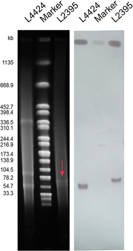 Figure 1 Plasmid profiles and Southern blot-hybridization of C. koseri L2395. Southern blot-hybridization of S1-nuclease digested DNA using a specific probe (blaNDM). NDM-1-producing clinical isolates L4424 recovered from the same hospital were used as control. The red arrows indicated the plasmid carrying NDM-1. Marker: Salmonella enterica serotype Braenderup H9812.