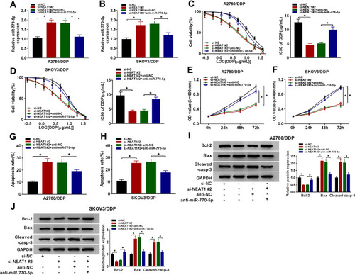 Figure 4 Knockdown of miR-770-5p reverses the suppressive effect of NEAT1 silencing on cisplatin resistance in cisplatin-resistant ovarian cancer cells. (A and B) The expression of miR-770-5p was measured in A2780/DDP and SKOV3/DDP cells transfected with si-NC, si-NEAT1 #2, si-NEAT1 #2 and anti-NC or anti-miR-770-5p by qRT-PCR. (C and D) Cell viability and IC50 of cisplatin (DDP) were detected in A2780/DDP and SKOV3/DDP cells transfected with si-NC, si-NEAT1 #2, si-NEAT1 #2 and anti-NC or anti-miR-770-5p after treatment of cisplatin for 48 h by MTT. (E and F) Cell viability was measured in A2780/DDP and SKOV3/DDP cells transfected with si-NC, si-NEAT1 #2, si-NEAT1 #2 and anti-NC or anti-miR-770-5p at 0, 24, 48 and 72 h by MTT. (G and H) Cell apoptosis was detected in A2780/DDP and SKOV3/DDP cells transfected with si-NC, si-NEAT1 #2, si-NEAT1 #2 and anti-NC or anti-miR-770-5p at 72 h by flow cytometry. (I and J) The protein levels of Bcl-2, Bax and Cleaved-casp-3 were examined in A2780/DDP and SKOV3/DDP cells transfected with si-NC, si-NEAT1 #2, si-NEAT1 #2 and anti-NC or anti-miR-770-5p at 72 h by Western blot. The difference was compared with the indicated control group and analyzed via ANOVA followed via Tukey post hoc test. *P<0.05.
