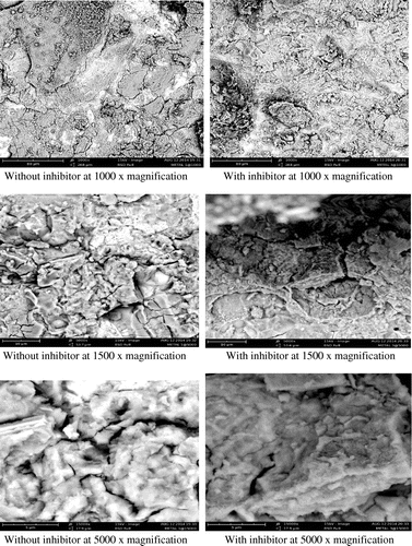 Figure 9. Scanning electron micrographs of the corrosion product of mild steel in the absence and presence of 3-nitrobenzoic acid (as an inhibitor) at various magnifications.