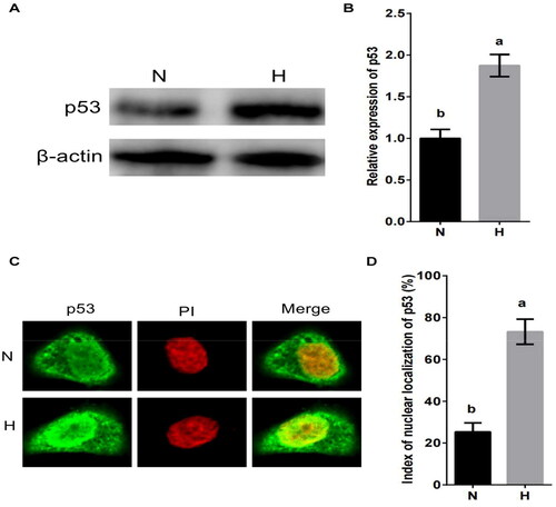 Figure 4. Hypoxic stress promotes the expression and nuclear localization of p53 in MDBK cells. A-B: the expression of p53 in MDBK cells treated with hypoxic environment; C-D: the nuclear localization of p53 in MDBK cells treated with hypoxic environment. In Fig. 4B, the expression of p53 of MDBK cells in normal culture group (N) was set to ‘1’. N: MDBK cells cultured in standard environment; H: MDBK cells cultured in hypoxic environment. In the bar charts, different superscript lowercase letters indicate significant differences (p < 0.05), while the same letters represent no significant difference (p > 0.05).