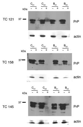 Figure 4. N2a cells. Effect of 5,7,8-trimethyl-1,4-benzoxazine derivatives on PrPC levels by western blot analysis. All treatments were performed in duplicates (CD1, CD2 for the control, untreated cells and BD1, BD2 for the 5,7,8-trimethyl-1,4-benzoxazines-treated cells).