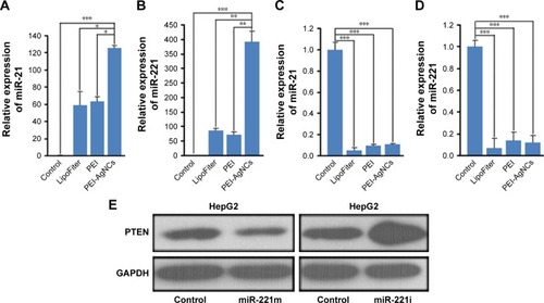 Figure 4 qRT-PCR analysis of miR-21/221 expression levels and Western blotting analysis of PTEN protein expression levels in HepG2 cells. MiR-21 expression level (A, C) and miR-221 expression level (B, D) in HepG2 cells 48 hours after transfection with indicated transfection reagents. (E) MiR-221m or miR-221i was transfected into HepG2 cells using PEI-AgNCs and the expression level of PTEN is analyzed by Western blotting. Data represent mean ± standard deviation (*p<0.05, **p<0.01, ***p<0.001).Abbreviations: qRT-PCR, quantitative real-time polymerase chain reaction; PEI-AgNCs, polyethyleneimine-capped silver nanoclusters; miR-221m, miR-221 mimics; miR-221i, miR-221 inhibitors.