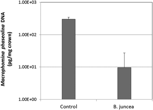 Figure 1. Quantity of Macrophomina phaseolina DNA detected in strawberry crowns by real-time quantitative PCR in non-treated (control) soil and soil that had been amended with Brassica juncea seed meal 8 wk prior to pathogen infestation. Error bars represent one standard deviation of the mean.