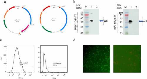 Figure 1. (a) Plasmid maps of the surface-displayed expressing Lc-pPG1-Aha1 (left), and secretion expressing plasmid Lc-pPG2-Aha1 (right). (b) Western blot analysis. Cellular extracts (Cell) of Lc-pPG1-Aha1 and Lc-pPG2-Aha1 were analyzed with western blotting. MW indicates the molecular mass markers (kDa). 1: Aha1 protein, 2: Ctrl. Blue arrows indicate Aha1 (49 kDa) secreted by Lc-pPG1-Aha1 in cell lysate (left) and Lc-pPG2-Aha1 in supernatant (right), respectively. (c) Aha1 antigen was detected on the surface of Lc-pPG1-Aha1 (left) by flow cytometry, but not on the surface of Lc-pPG (right). (d) Immunofluorescence microscopy analysis. Lc-pPG1-Aha1 (left) and Lc-pPG (right), magnification: ×1,000. There was green fluorescence on the surface of Lc-pPG1-Aha1 and no immunofluorescence reaction on the Lc-pPG cell surface.