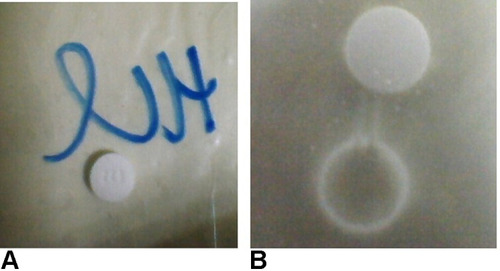 Figure 3 Behavior of simvastatin tablets after 2 h exposure (A) 0.01 N HCl (B) phosphate buffer.