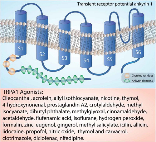 Figure 2. Structure of the TRPA1 channel. The TRPA1 channel is a homotetramer with each subunit containing six transmembrane helices, a series of ankyrin repeats, and intracellular NH2- and COOH-termini. The transmembrane helices are labeled S1-S6. Orange box reports a list of the main TRPA1 agonists