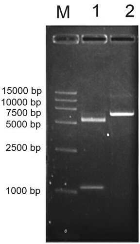Figure 3. Electrophoresis identification of recombinant plasmid by EcoR I and Xhol I. M, DL45, 00 DNA Marker; Lane 1, Recombinant plasmid digestion by EcoR I and Xhol I; Lane 2, Recombinant plasmid. The target band is located on the upper side of 1000 bp.