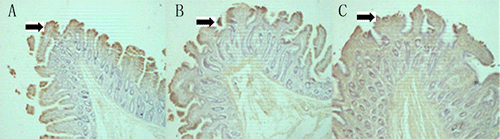 Figure 1. Location of glycinin (Arrows) in distal jejunum of piglets (A), growers (B) and finishers (C) 80×.