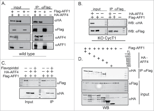 Figure 4. P-TEFb modulates AFF1/AFF4 dimerization. (A) AFF1–AFF4 protein dimerization HA-AFF4 and Flag-AFF1 were co-expressed in HEK293T. 48 hours post transfection, cells were lysed and subjected to immuno-precipitation with αHA IgG. IP reactions were analyzed by western blot with the indicated IgG to confirm protein association. Input represents 10% of total cell lysate. Both immuno-precipitated and input samples were also analyzed with AFF1 or AFF4 IgG, to confirm that proteins detected on the gel are indeed AFF1/4. (B) P-TEFb modulates AFF1/AFF4 protein dimerization. Cyclin T1 KO HEK cells were transfected with either HA-AFF4, Flag-AFF1, or both proteins. Cell lysate was subjected to αFlag IP followed by western blot with αHA IgG. (C) Kinase active Cdk9 is not required for AFF1 /AFF4 protein dimerization. Flavopiridol-treated cells (50 mM) were co-transfected with Flag-AFF1 and HA-AFF4, and subjected to IP with αFlag IgG. Immuno-precipitated samples were analyzed by western blot with αHA to confirm the association between AFF1 and AFF4. Input samples represent 10% of total cell lysate and were also analyzed by western blot with both αFlag and αHA IgG. (D) Domain mapping of AFF4 regions that mediate dimerization with AFF1. Flag-AFF1 was co-expressed with the indicated HA-AFF4 - C- terminal truncated mutants and subjected to IP with αFlag IgG. IP samples were analyzed with αHA to confirm association of AFF1 and AFF4 mutant proteins. Input represents 10% of total cell lysate and was also analyzed by WB with both αFlag and αHA IgG.