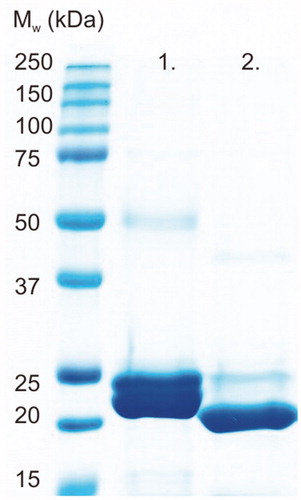Figure 2. SDS-PAGE of purified TvaCA1 with a 6xHis-tag (lane 1) and after removal of the tag (lane 2). All the polypeptide bands shown on the gel were identified as TvaCA1 protein by MS/MS. The standard molecular weight (Mw) marker is shown on the far left.
