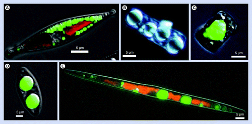 Figure 2.  Fluorescence and light micrographs of lipid droplets in diatoms. (A) Nitzschia curvilineata, (B)Cyclotella cryptica, (C)C. cryptica, (D)Nitzschia alba and (E)Nitzschia filiformis. Green fluorescence is BODIPY staining of neutral lipids, red is chlorophyll autofluorescence. (B) is a differential interference contrast image with no fluorescence.