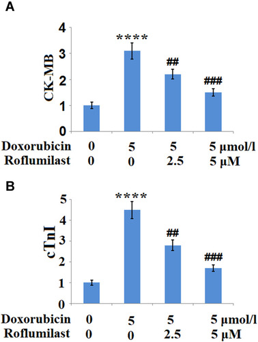 Figure 3 Roflumilast reduces the Doxorubicin-induced release of creatine kinase-muscle/brain (CK-MB) and cardiac troponin (cTnI). Cells were treated with 5 μmol/l Doxorubicin in the presence or absence of Roflumilast (2.5, 5 μM) for 24 hours. (A) The release of CK-MB; (B) The release of cTnI (****P<0.0001 vs vehicle control; ##, ###P<0.01, 0.001 vs Doxorubicin treatment).